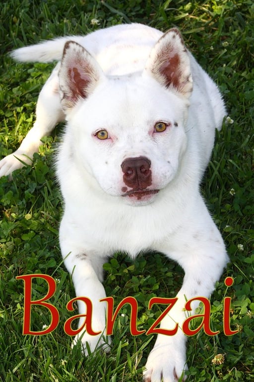 Banzai Image