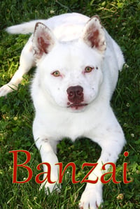 Banzai - Photo 1