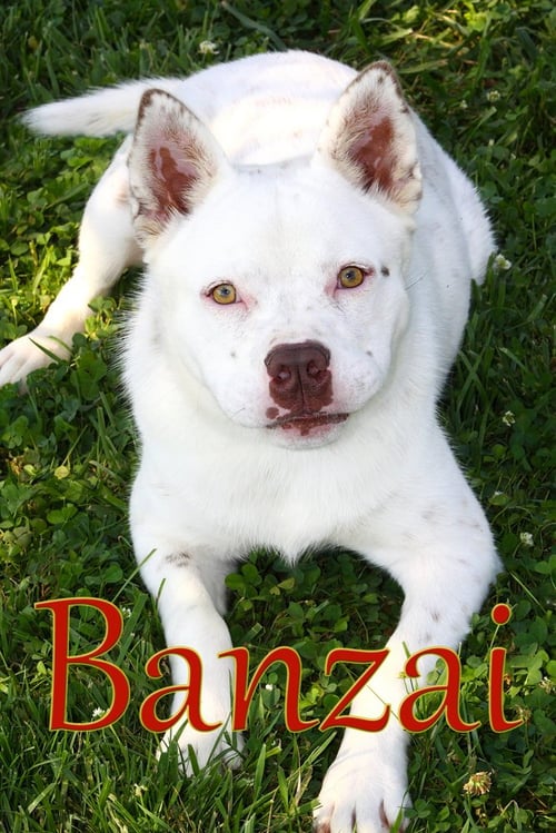 BANZAI - Cattle Dog available for adoption
