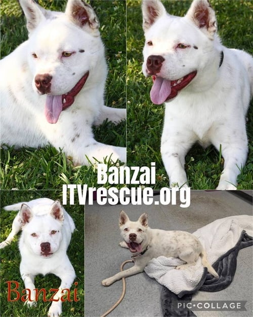 BANZAI - Cattle Dog available for adoption