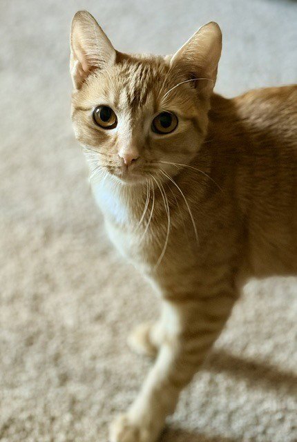 BRIDGETT - Domestic Short Hair available for adoption