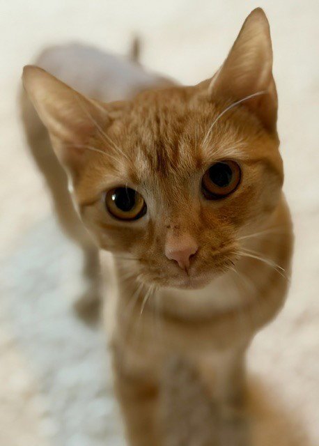 BRIDGETT - Domestic Short Hair available for adoption