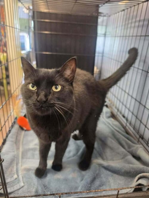 DYNAMITE - Domestic Short Hair available for adoption
