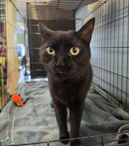 DYNAMITE - Domestic Short Hair available for adoption