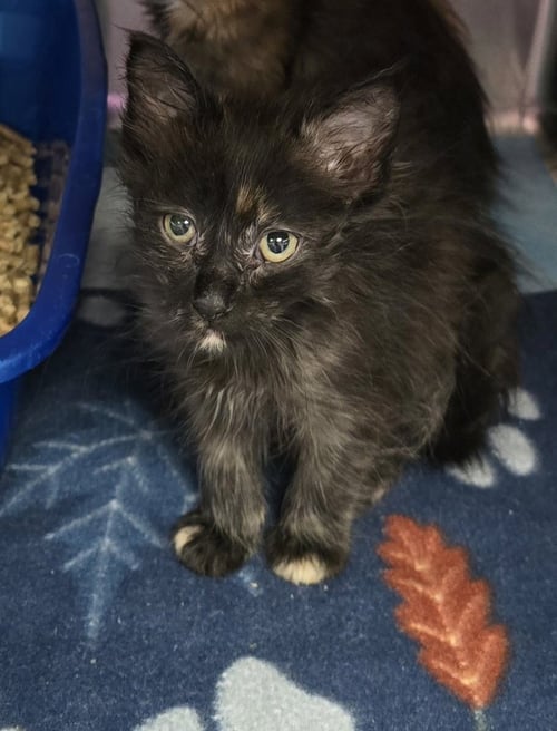 BEAUTYREST - Domestic Short Hair available for adoption
