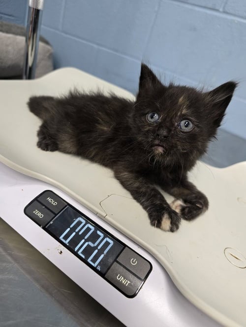 BEAUTYREST - Domestic Short Hair available for adoption