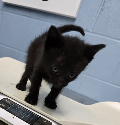 SERTA - Domestic Short Hair available for adoption