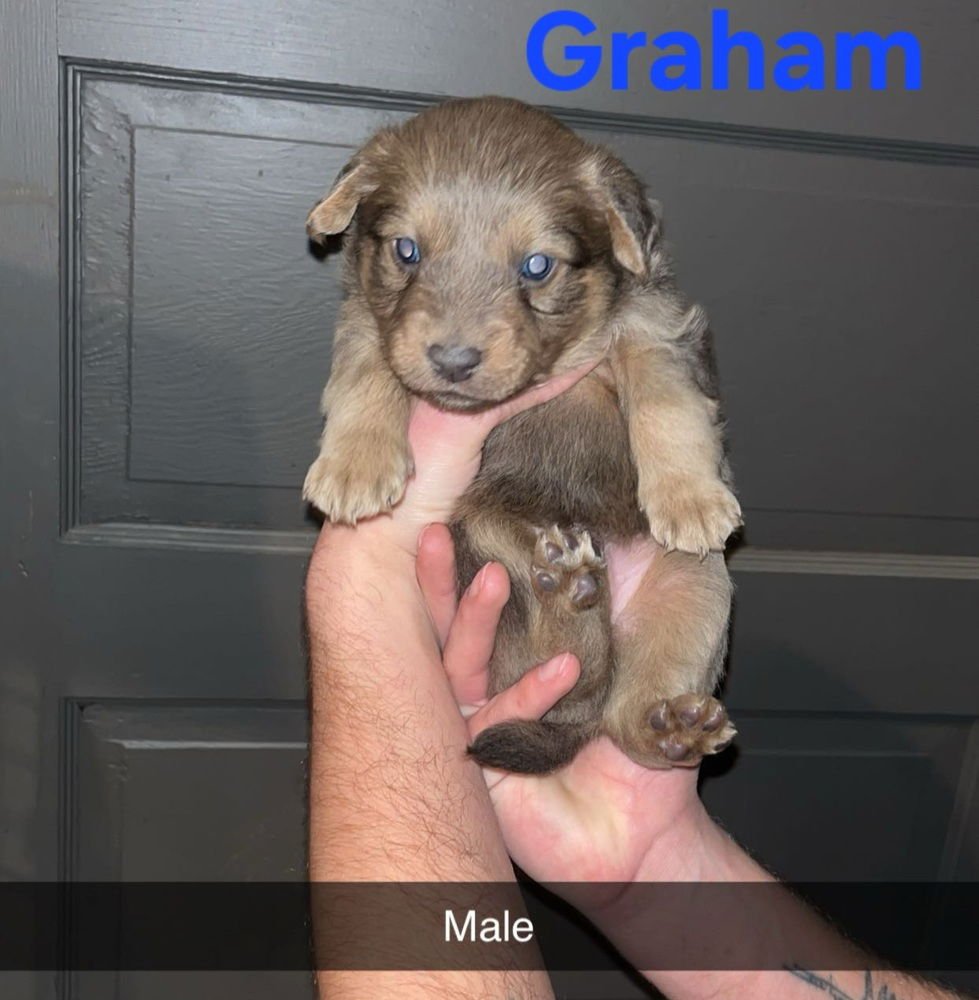 GRAHAM - Terrier available for adoption