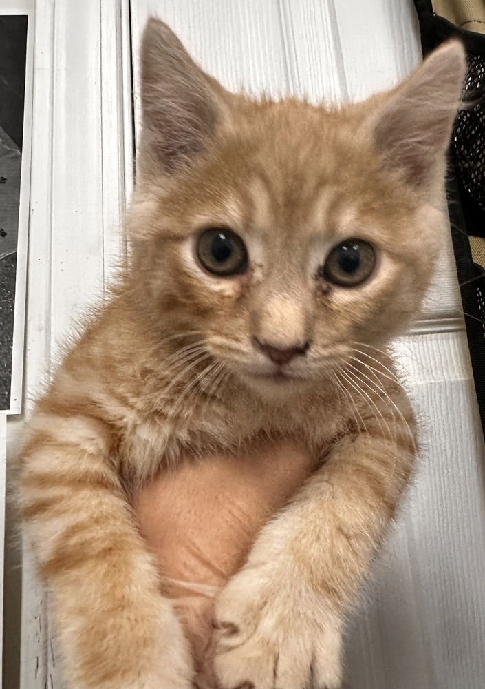 MARBLE - Domestic Medium Hair available for adoption