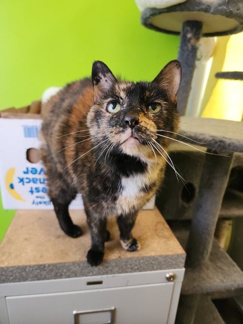 RIYA - Domestic Short Hair available for adoption