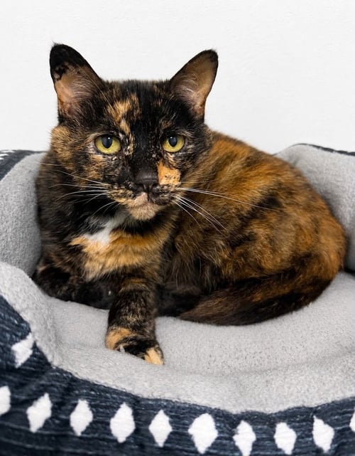 RIYA - Domestic Short Hair available for adoption