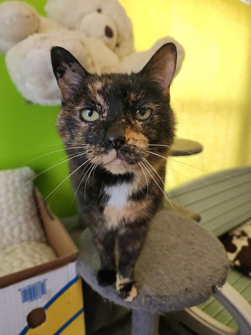 RIYA - Domestic Short Hair for adoption in Owensboro