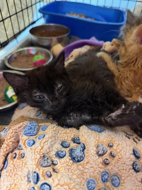 SEINFELD - Domestic Short Hair available for adoption