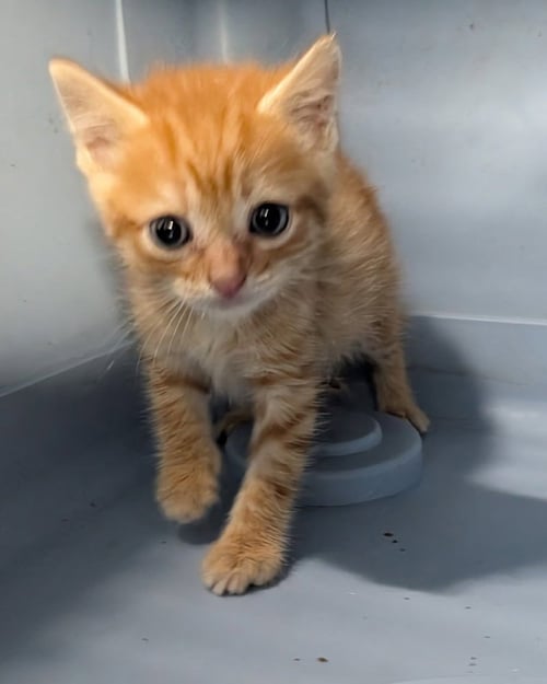 RUSTY - Domestic Short Hair available for adoption