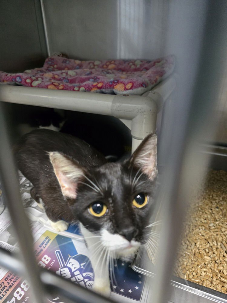 PINKIE - Domestic Short Hair available for adoption