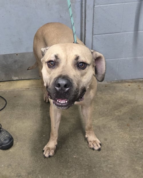 THOR - Boxer / Pit Bull Terrier available for adoption