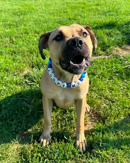 THOR - Boxer / Pit Bull Terrier available for adoption
