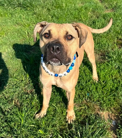 THOR - Boxer / Pit Bull Terrier available for adoption