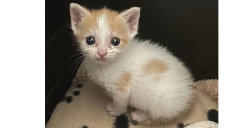 FRENZY - Domestic Short Hair available for adoption