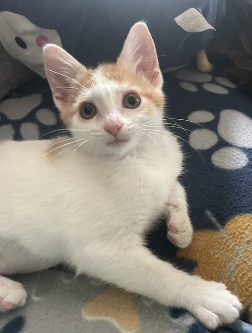 FRENZY - Domestic Short Hair available for adoption