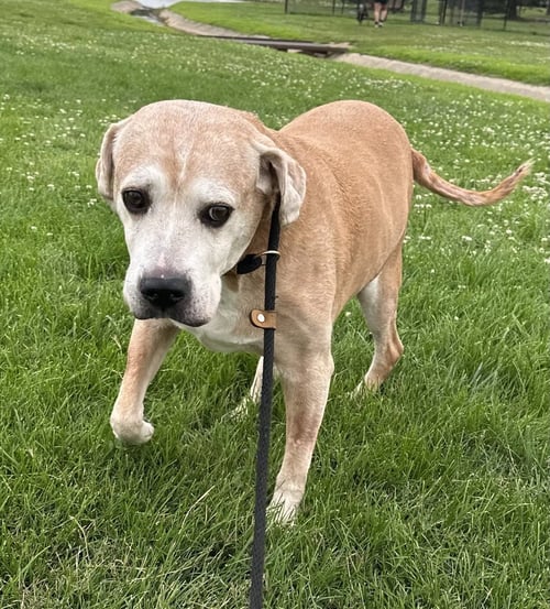 SPIKE - Labrador Retriever available for adoption