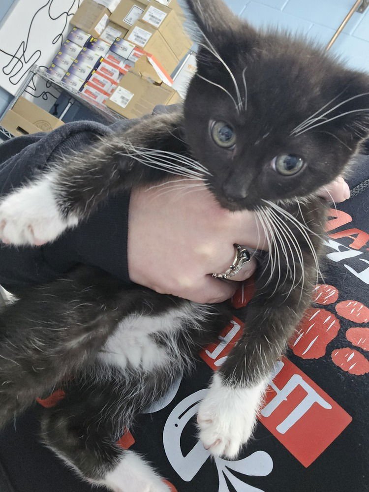 LG - Domestic Short Hair available for adoption