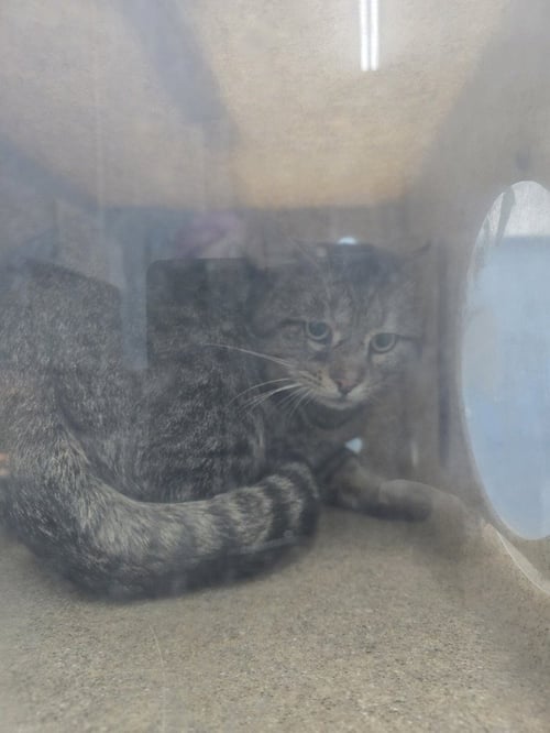 LUDAHISS - Domestic Short Hair available for adoption