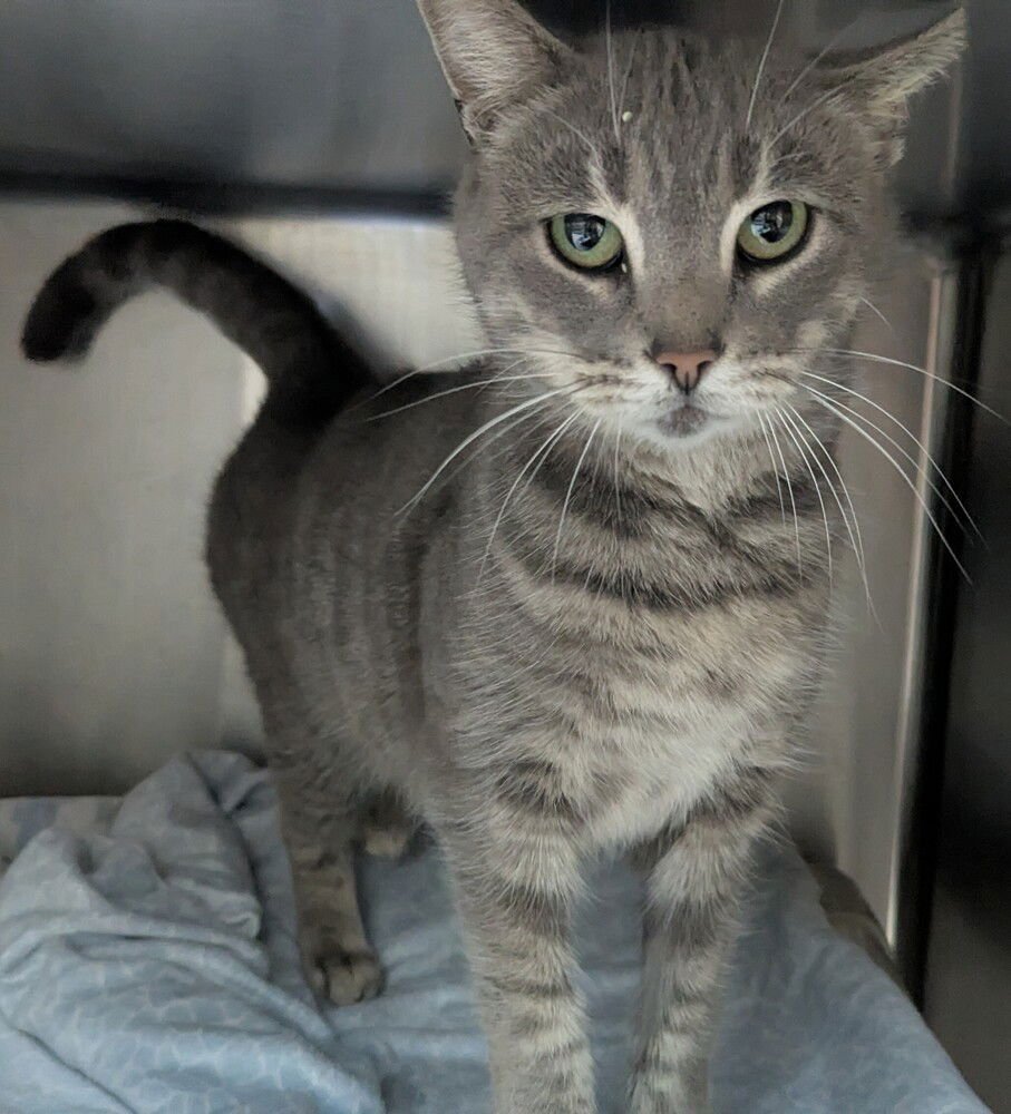 MONICA - Domestic Short Hair available for adoption