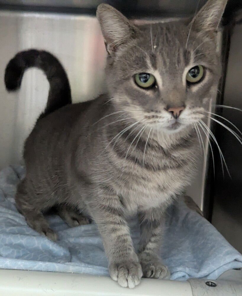 MONICA - Domestic Short Hair available for adoption