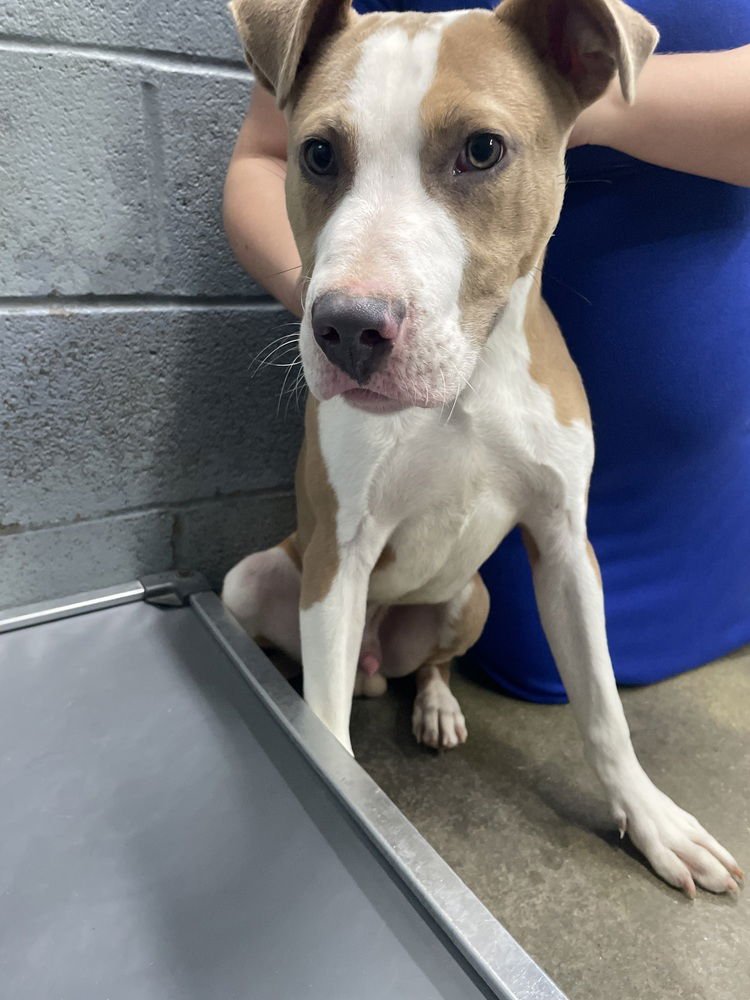 MIKEY - Pit Bull Terrier available for adoption