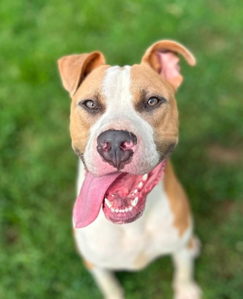 MIKEY - Pit Bull Terrier available for adoption
