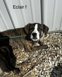 Eclair - Photo 1