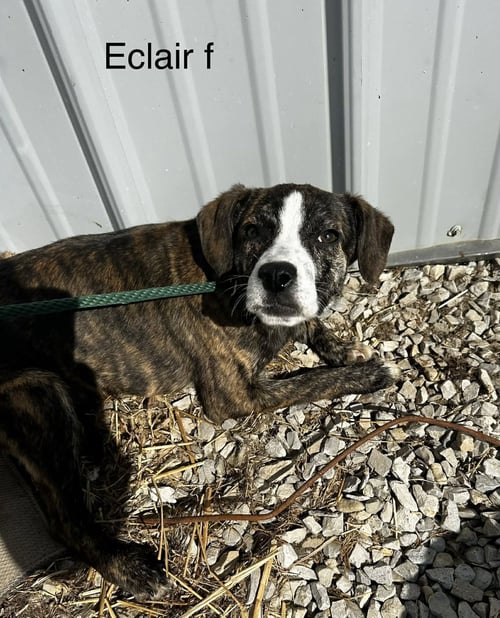 ECLAIR - Terrier available for adoption