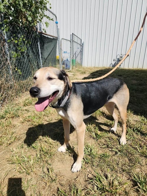 WINSTON - German Shepherd Dog / Terrier available for adoption
