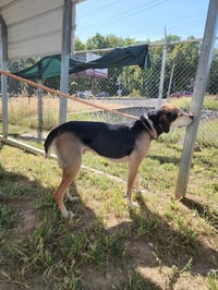 Winston - Photo 3