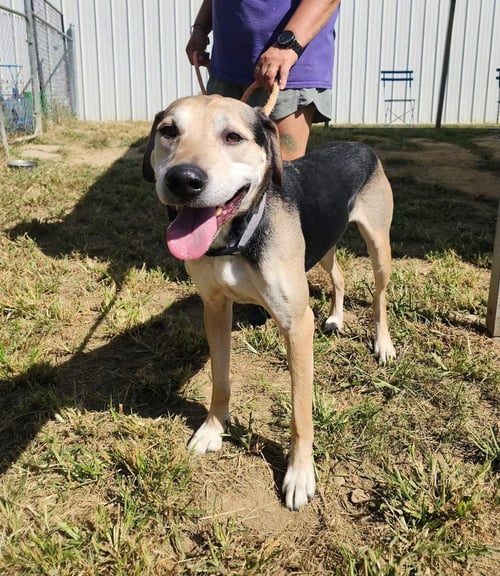 WINSTON - German Shepherd Dog / Terrier available for adoption