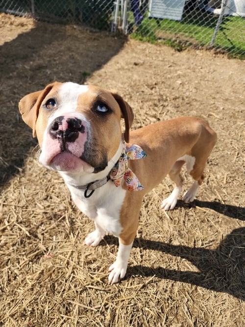 SQUISHY - Pit Bull Terrier available for adoption