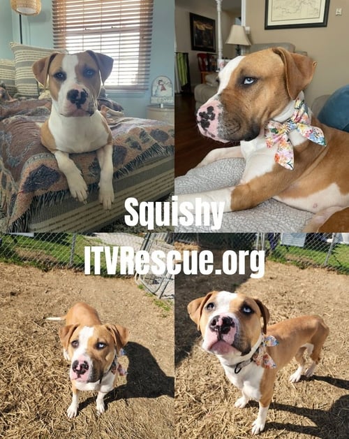 SQUISHY - Pit Bull Terrier available for adoption