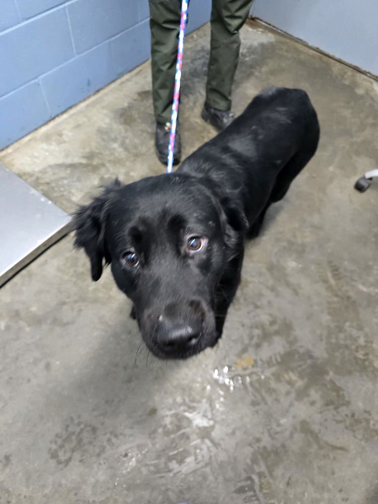 TANK - Rottweiler / Husky available for adoption