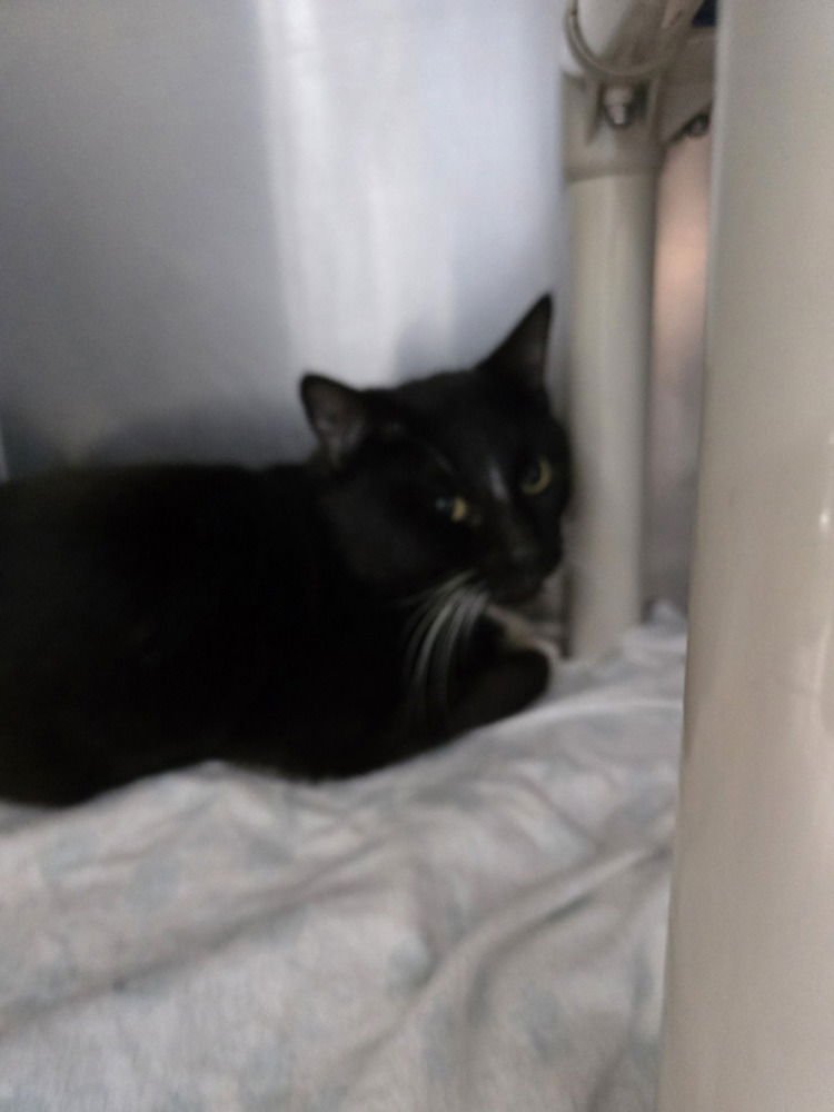 GUERNICA - Domestic Short Hair available for adoption