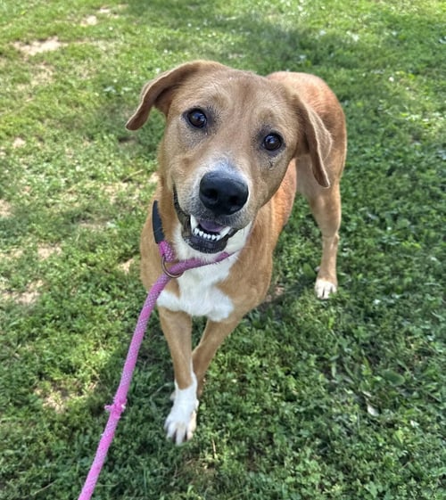 MONTANA - Hound available for adoption