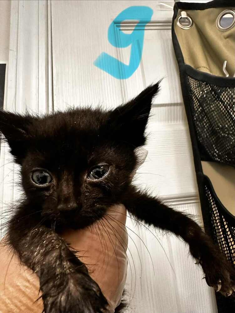 LUMI - Domestic Short Hair available for adoption