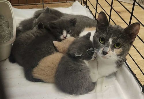 MISS PIGGY - Calico available for adoption