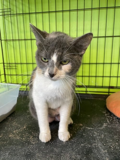 MISS PIGGY - Calico available for adoption