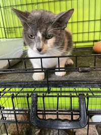 Miss Piggy - Photo 3