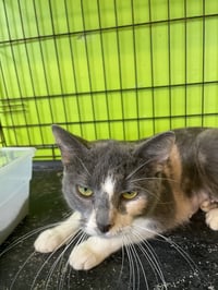 Miss Piggy - Photo 4