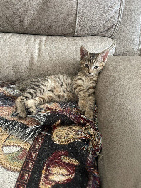 JOSEPHINE - Domestic Short Hair available for adoption