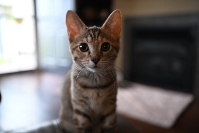 Josephine Image