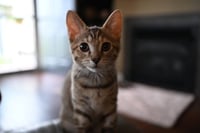 Josephine - Photo 1