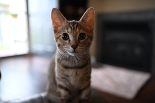 JOSEPHINE - Domestic Short Hair for adoption in Evansville